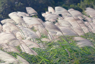 High angle view of plants on field