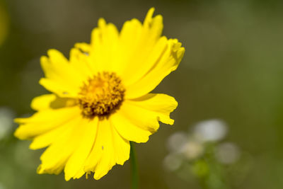 Close-up of yellow flower