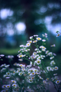 Daisy flowers in the foreground with soft light and a nice, blurry background