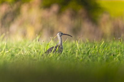 Close-up of bird perching on grass