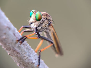 Close-up of insect on twig