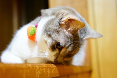 Close-up of a cat looking away