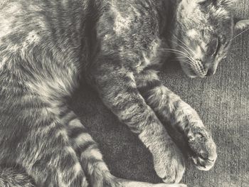 Close-up of kitten