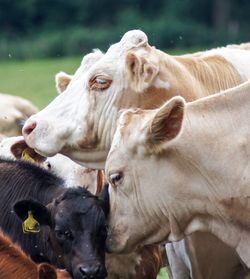 Close-up of cows on field