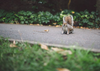 Squirrel on road at park