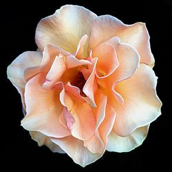 Close-up of rose over black background