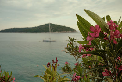 Close-up of plant against sea