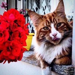 Close-up portrait of cat on flower