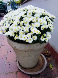 Close-up of yellow flowers blooming on potted plant