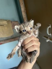 Portrait of hand holding kitten
