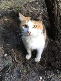 High angle portrait of cat sitting outdoors