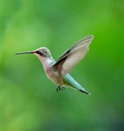 Close-up of bird flying