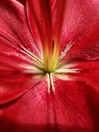 Full frame shot of red flower