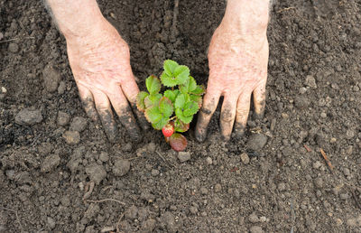 Midsection of man working in farm