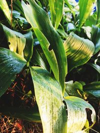 Close-up of plants