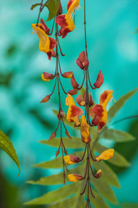 Close-up of leaves