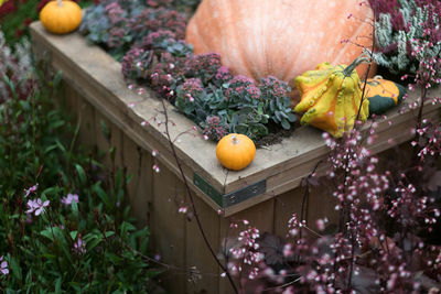 Close-up of orange flowering plants