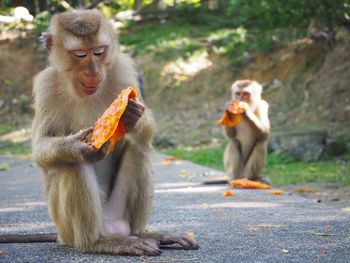 Monkeys sitting outdoors