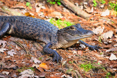 Lizard on a field