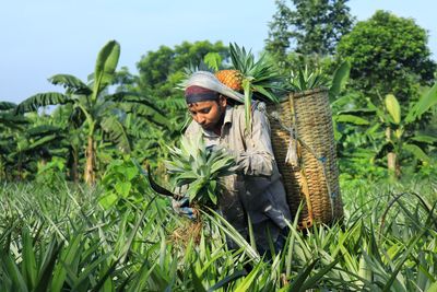 Pineapple field worker working in morning time with a basket full of pineapple attached on the back