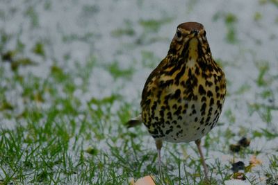 Close-up of owl perching on leaf