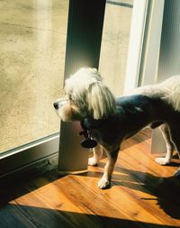 Close-up of dog at home