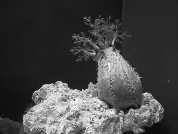 Close-up of jellyfish swimming in sea