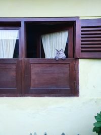 Cat looking through window of a building