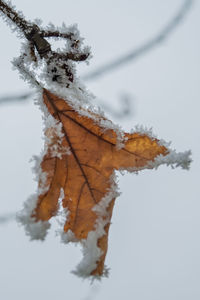 Close-up of frozen maple leaf during winter