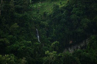 Scenic view of waterfall in forest