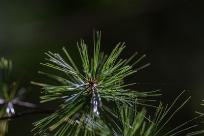 Close-up of a cluster of pine needles illuminated in the soft sunlight