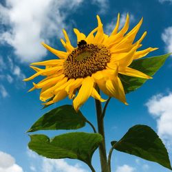 Low angle view of sunflower against sky