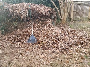 Sunlight falling on dry leaves on field