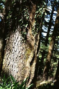 Close-up of tree trunk in forest