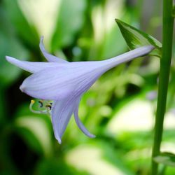 Close-up of white flower blooming outdoors