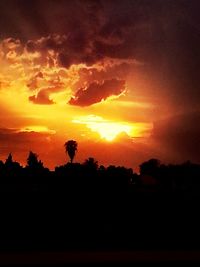 Silhouette of trees at sunset