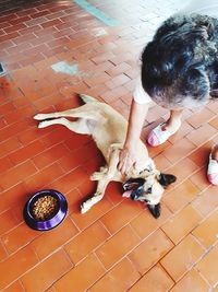 High angle view of dog sitting outdoors