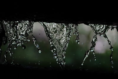 Close-up of water drops on plant