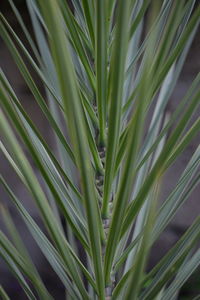 Close-up of fresh green plant