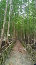 Walkway amidst trees in forest