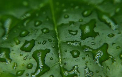 Rain water drop at the green leaf