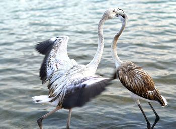 Birds in a lake