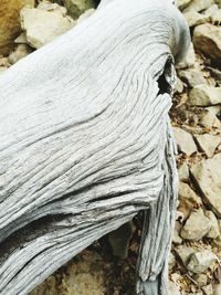 Close-up of lizard on rock