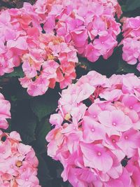 Close-up of pink bougainvillea blooming outdoors