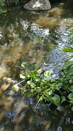 Reflection of trees in pond