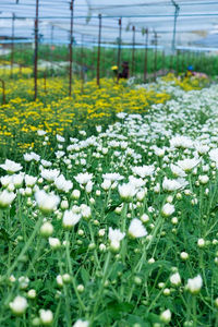 Close-up of white flowering plants on field