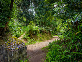 Road amidst trees and plants in forest