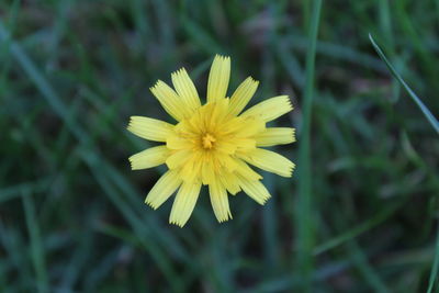 Close-up of yellow flower blooming outdoors