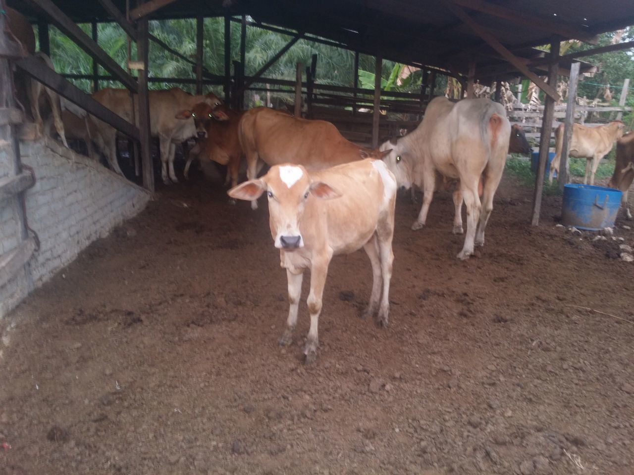 COWS IN RANCH