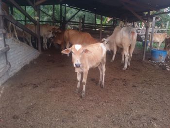 Cows standing in ranch